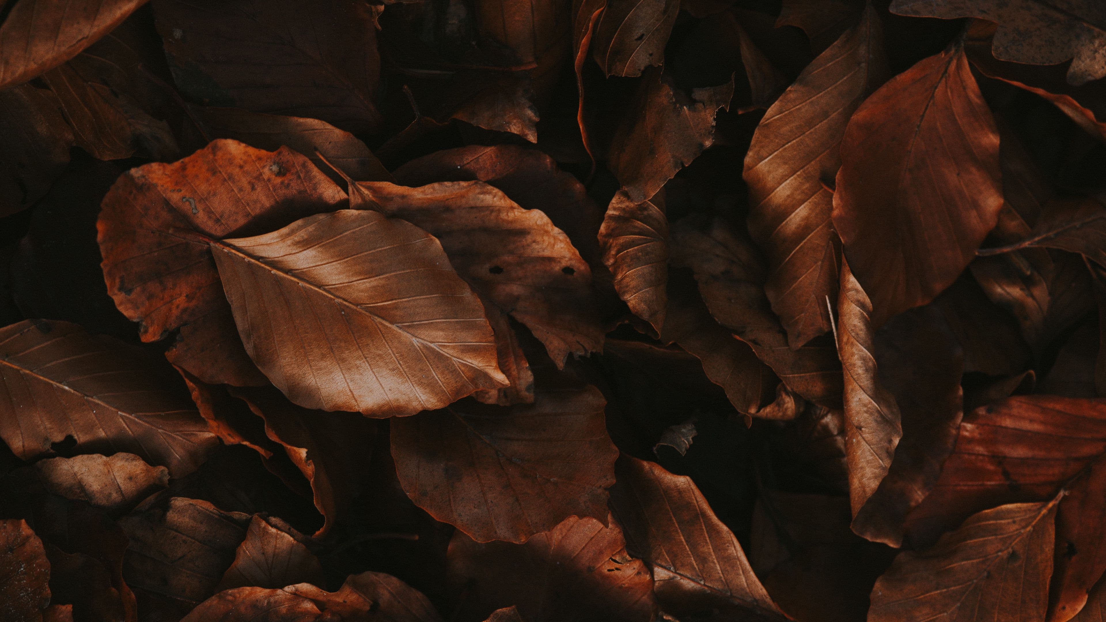 Decorative Background