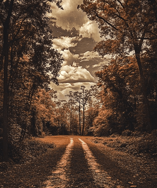 Forest Path